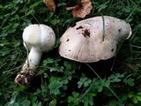 Agaricus californicus image