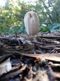 Coprinellus flocculosus image
