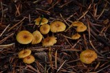 Xeromphalina cauticinalis image