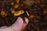 Xeromphalina cauticinalis image