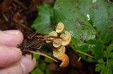Xeromphalina cauticinalis image
