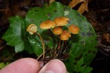 Xeromphalina cauticinalis image
