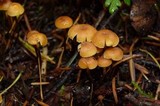 Xeromphalina cauticinalis image