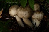 Agaricus moelleri image