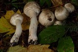 Agaricus moelleri image