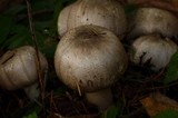 Agaricus moelleri image