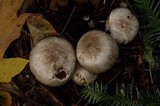 Agaricus moelleri image