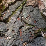 Leptogium corticola image
