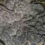 Leptogium corticola image