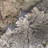Image of Parmeliella appalachensis