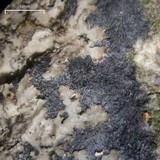 Parmeliella appalachensis image