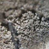 Parmeliella appalachensis image