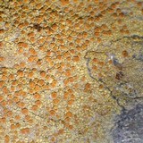 Caloplaca flavovirescens image