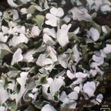 Cladonia apodocarpa image