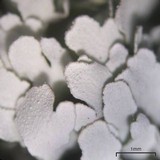 Cladonia apodocarpa image