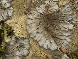 Coccocarpia palmicola image