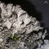 Coccocarpia palmicola image