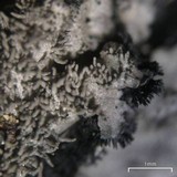 Coccocarpia palmicola image