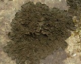 Collema furfuraceum image