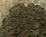 Collema furfuraceum image