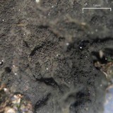 Collema furfuraceum image