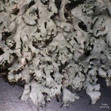 Heterodermia hypoleuca image