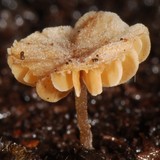 Mycena corticola image