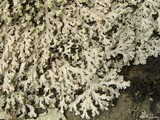 Heterodermia speciosa image