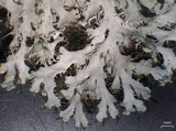 Heterodermia speciosa image