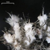Heterodermia speciosa image