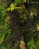 Leptogium cyanescens image