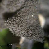 Leptogium cyanescens image