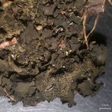 Collema fuscovirens image