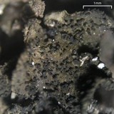 Collema fuscovirens image