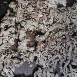 Physcia subtilis image