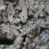 Physcia subtilis image