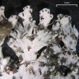 Physcia subtilis image