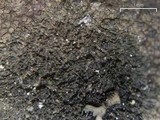 Placynthium nigrum image