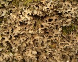 Sticta beauvoisii image
