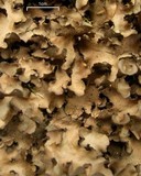 Sticta beauvoisii image