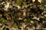 Sticta beauvoisii image