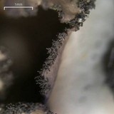 Sticta beauvoisii image