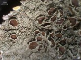 Xanthoparmelia plittii image