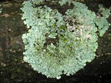 Myelochroa galbina image
