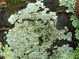 Myelochroa galbina image