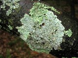 Myelochroa galbina image
