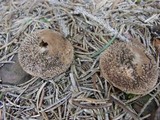 Lycoperdon pulcherrimum image