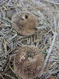 Lycoperdon pulcherrimum image