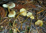 Mycena aurantiomarginata image