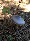 Amanita pachycolea image